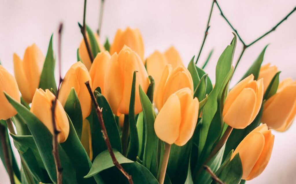 Todo sobre los tulipanes