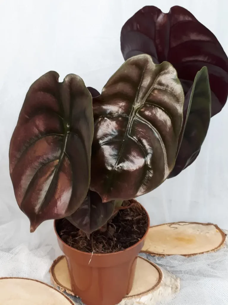 Alocasia Cuprea Red Secret